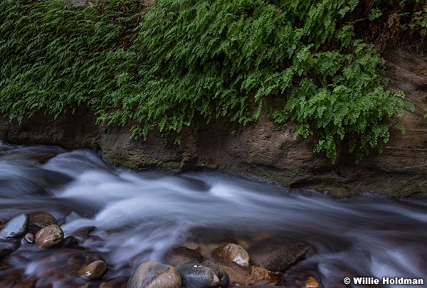 Ferns in Narrows 110619 4778 3