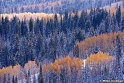 Brown Aspens 100413 8104