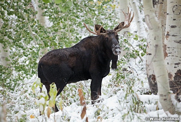 Bull Moose Snow 100611 305