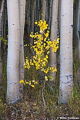 Lone Small Aspen 091818 1195 2