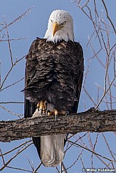 Bald Eagle 121920 5662 3 F