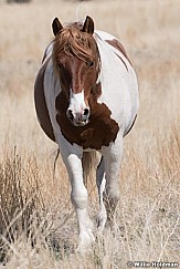 Wild Horses Colt 040320 0955 0955