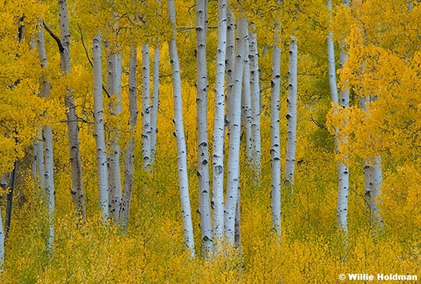 Fish Lake Aspen yellows 092024 0054