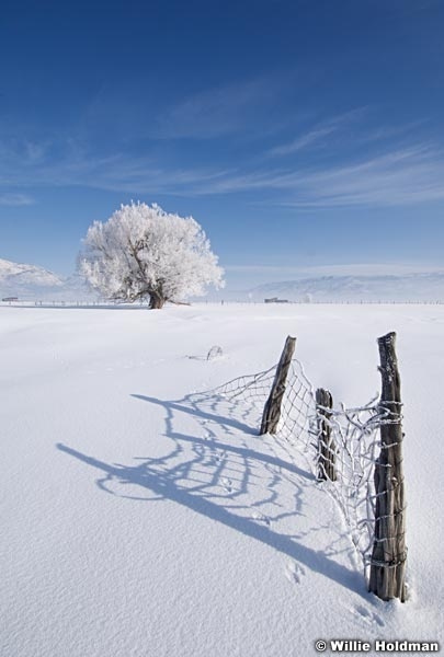winterfence22009 12021