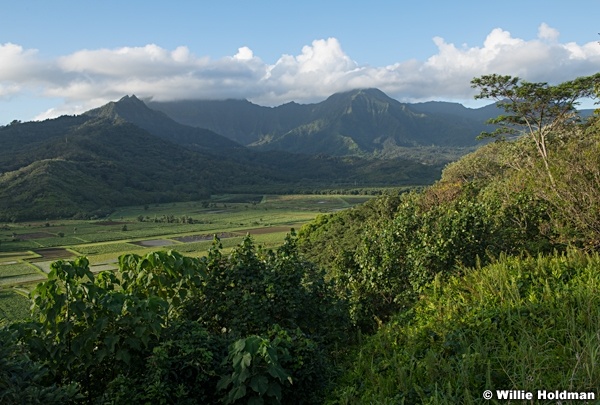 Green Fields Kauai Pano 101621 5348