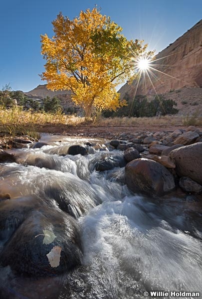 Backlit Cottonwood Capitol Reef 101623 2894