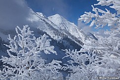 Frosty Aspen Trees 121912 530