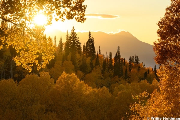 Golden Aspen Timp 092926 9386