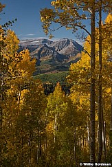 Yelllow Aspens Timpanogos 113021 6577