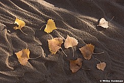 Cottonwood Leaves 102615 3