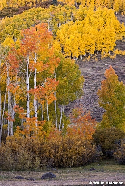 Orange Yellow Aspens 100717 2