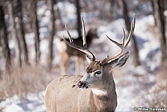 Buck Profile 121921 1175