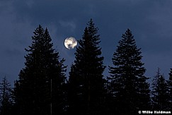 Full Moon Pines 092912 1366