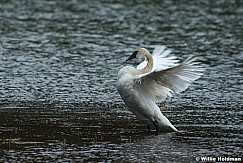 Full Breasted Swan 050617 1717 1