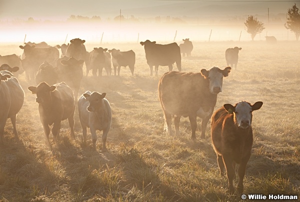 Cattle 093012 85