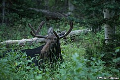Moose Aspen Grove 082016 1118