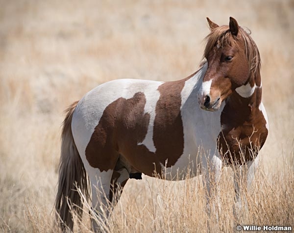 Wild Horses Paint 040320 0941 2