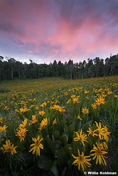 Pink Sunset Daisies 070214 9514
