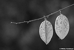 pods 6244