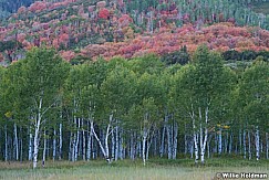 Aspen Trunks 092013 3618