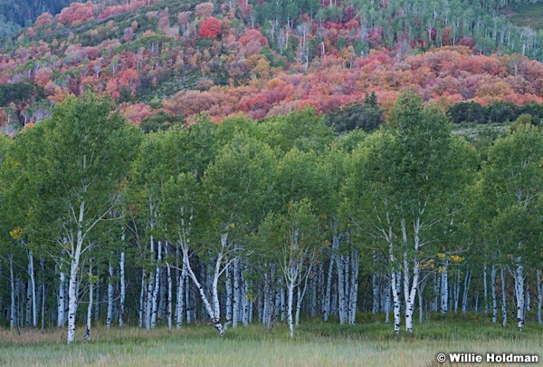 Aspen Trunks 092013 3618