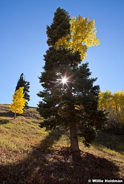 Lone Aspens Pines 100312 750