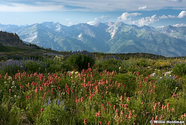 Wildflowers-Wasatch-071915-3-1