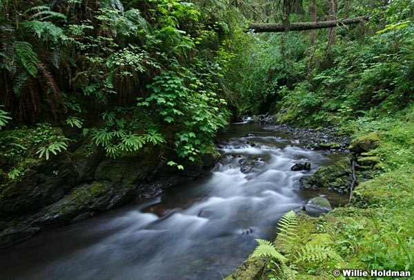 062507olympicrainforest667