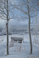 Aspen Tree Bench 010824 2395
