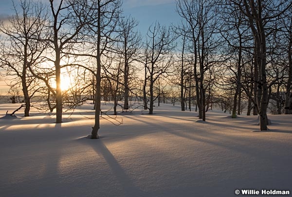 Aspens At Sunrise Winter 012817 2099