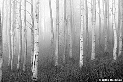 198020000909bw