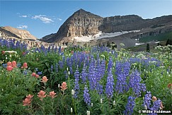 Purple Lupine Timp 072625 0687 2