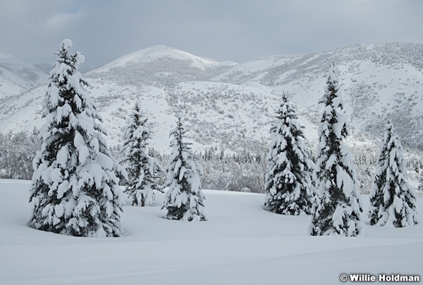 Midway Snow Covered Pines 010423 0228
