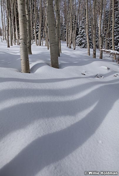 Aspen Winter Shadow 041312 139