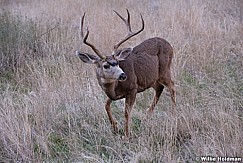 Deer Buck 110513 6010