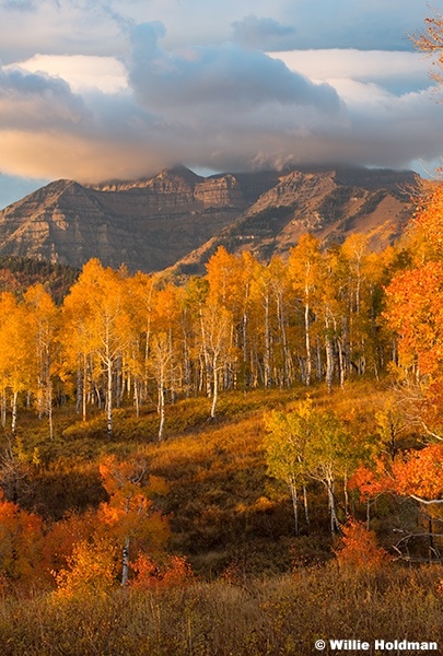 Oranges on Timp 100125 0578 0577