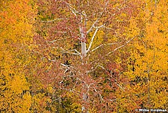 Orange Aspens Autumn 100121 7393