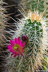Fusia Pink Cactus Grand Canyon 041623 3503