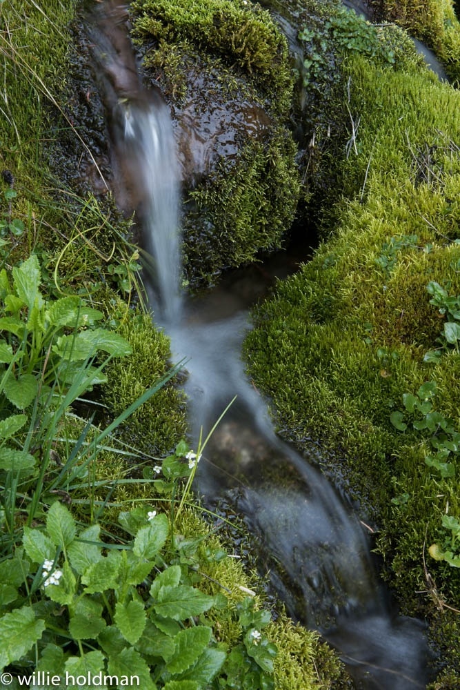 Water flowing from spring