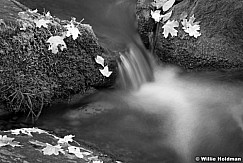MapleleafstreamBW100110 1648