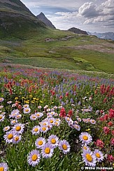 Purple Daisies Timp 072018 3808 3 2