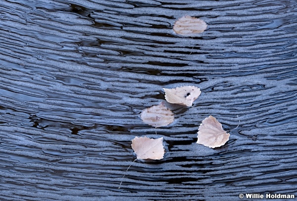 Air Bubbles Cottonwood Leaves F 110719 5321