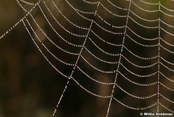 spiderweb080807 945