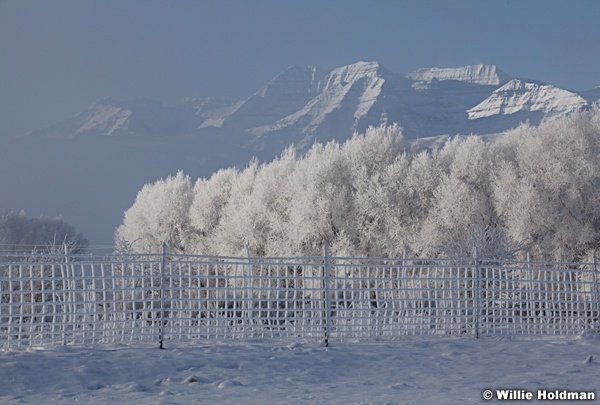 Frosty Mountains sage 122112 294