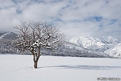 Lone Tree Timpanogos 011317 0790