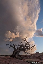 Gnarly Tree Sky 052022 5667