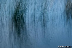 leafoiltransition 0172