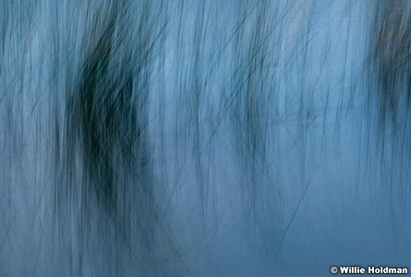 leafoiltransition 0172