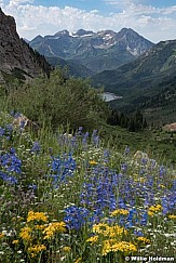 Penstemon Timpanogos 071320 3