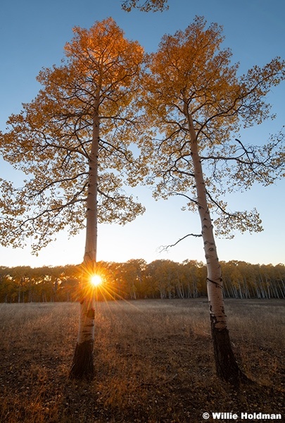 Last Light Golden Aspens 092724 092704